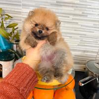 Cuccioli pomerania 2 mesi maschio e femmina