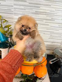 Cuccioli pomerania 2 mesi maschio e femmina