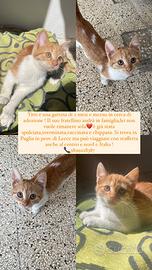 Chi si innamora di Titti?