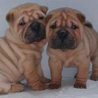 Shar pei cuccioli