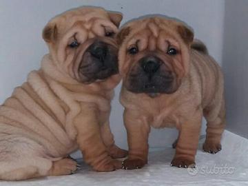 Shar pei cuccioli