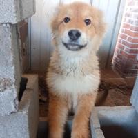 Cane lupo incrocio pastore tedesco