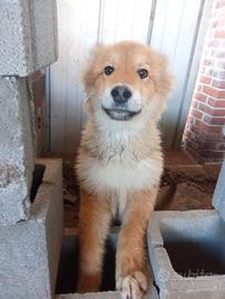 Cane lupo incrocio pastore tedesco