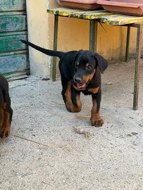 Cuccioli di Dobermann