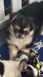 Cuccioli chihuahua con pedigree