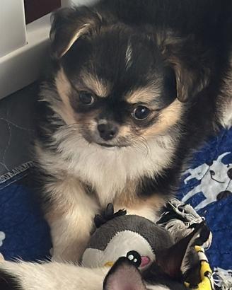 Cuccioli chihuahua con pedigree