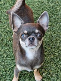 Chihuahua femminuccia stupenda bella