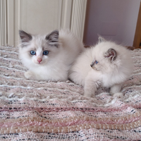 Ragdoll con pedigree