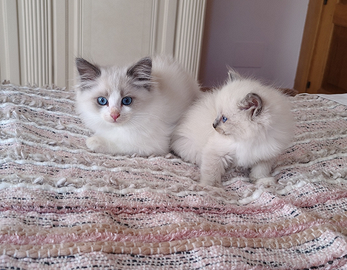 Ragdoll con pedigree