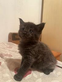 Animali main Coon