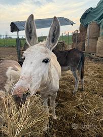 Asino maschio bianco