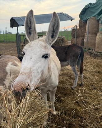 Asino maschio bianco