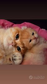 Scottish straight Fold ?