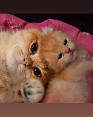 Scottish straight Fold ?