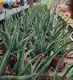Piante Aloe Vera