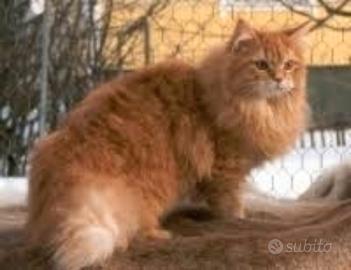Gattini siberiani puri pio alergenico