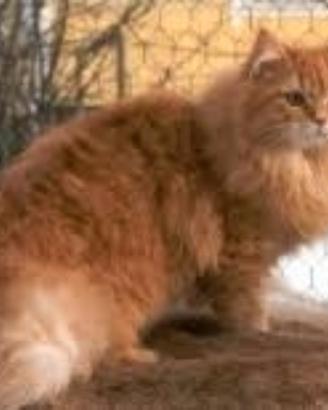 Gattini siberiani puri pio alergenico