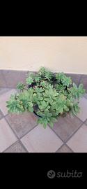 pianta di sedum 