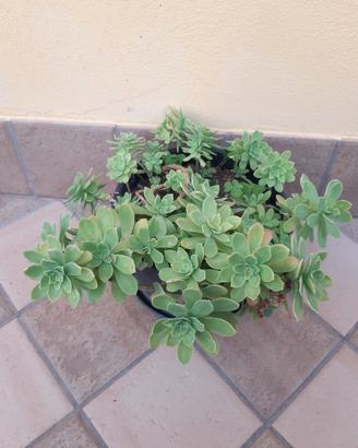pianta di sedum 