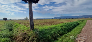 Terreno Agricolo Lucignano (Ar)