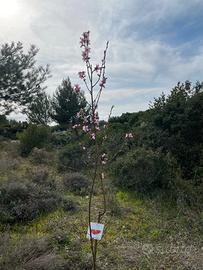 Campagna a Marchetto