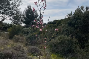 Campagna a Marchetto