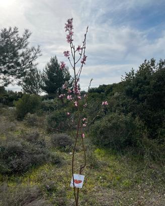 Campagna a Marchetto