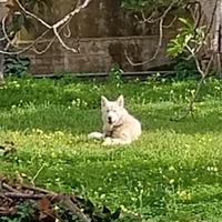 Cuccioloni 16 mesi dono anche separatamente