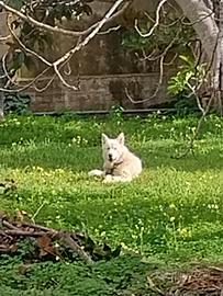 Cuccioloni 16 mesi dono anche separatamente