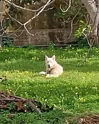 Cuccioloni 16 mesi dono anche separatamente