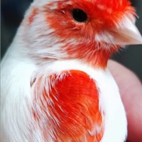 Allevamento amatoriale