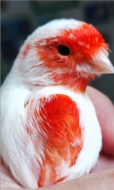 Allevamento amatoriale