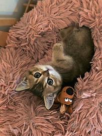 Scottish british shorthair