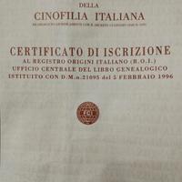 Springer spaniel da tartufo