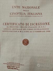 Springer spaniel da tartufo