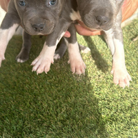 Amstaff american Staffordshire terrier n pittbull