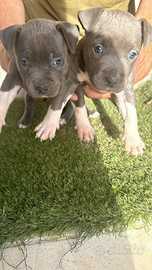 Amstaff american Staffordshire terrier n pittbull