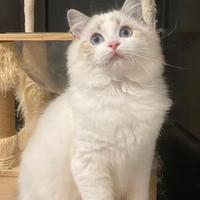 Cucciolo ragdoll