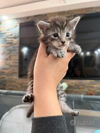 Maine coon cuccioli con pedigree