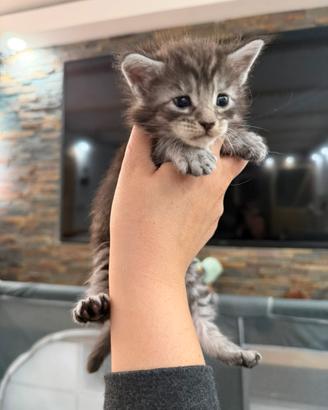 Maine coon cuccioli con pedigree