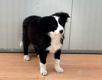 Border collie