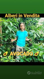 Alberi di Avocado e altri 