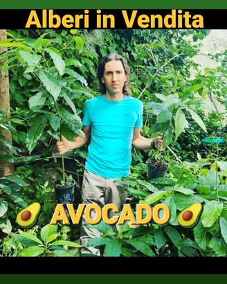 Alberi di Avocado e altri 