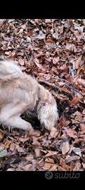 Cane da tartufi
