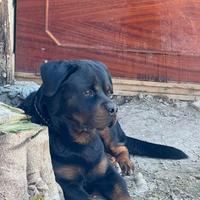 Cuccioli di rottweiler