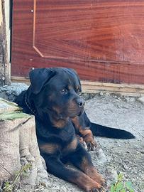Cuccioli di rottweiler