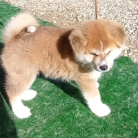 Cuccioli akita fulvi