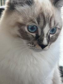 Gatto Ragdoll