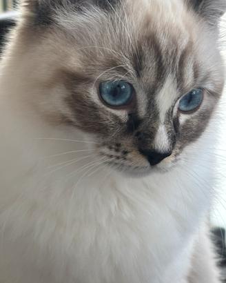 Gatto Ragdoll