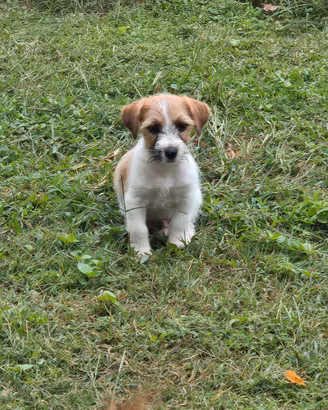 Splendidi cuccioli Jack Russell